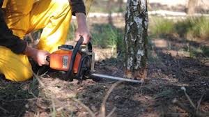 How Our Tree Care Process Works  in  Oakhurst, CA