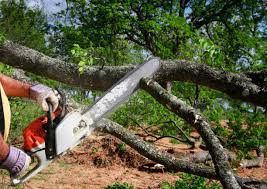 Best Stump Grinding and Removal  in Oakhurst, CA