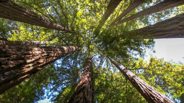 Best Hazardous Tree Removal  in Oakhurst, CA