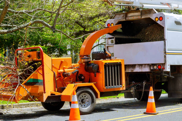 Best Tree and Shrub Care  in Oakhurst, CA