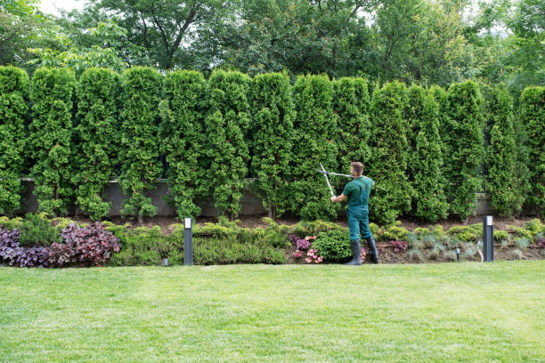Best Pest Control for Lawns  in Oakhurst, CA
