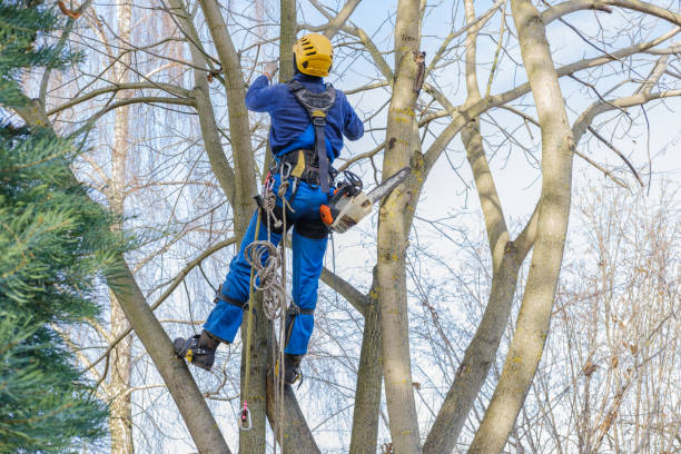 Best Emergency Tree Removal  in Oakhurst, CA