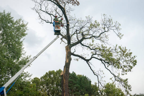 Best Tree Mulching  in Oakhurst, CA
