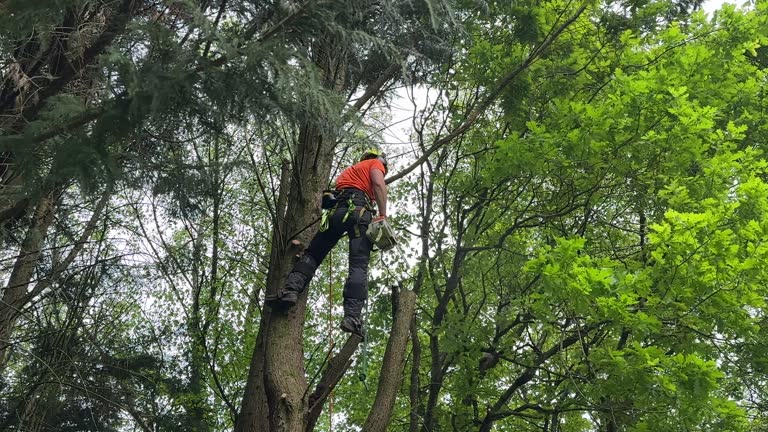 Best Root Management and Removal  in Oakhurst, CA