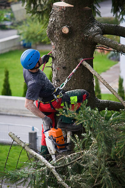 Best Arborist Consultation Services  in Oakhurst, CA