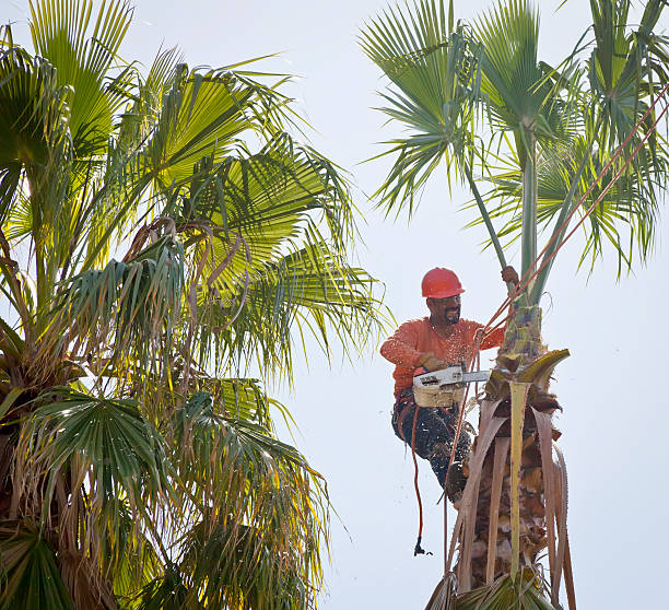 Best Tree Trimming and Pruning  in Oakhurst, CA