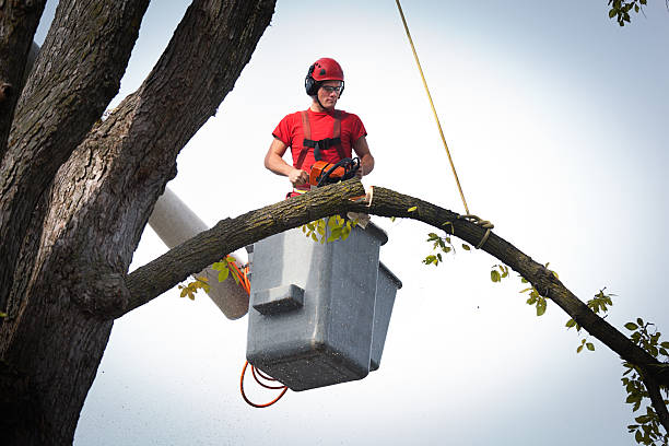 Best Firewood Processing and Delivery  in Oakhurst, CA