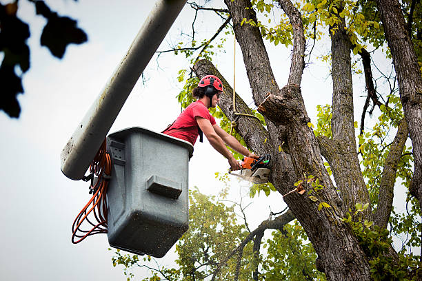 Professional Tree Services in Oakhurst, CA