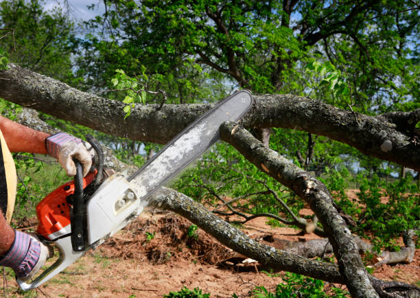 Best Fruit Tree Pruning  in Oakhurst, CA