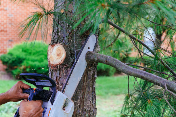 Best Tree Maintenance Programs  in Oakhurst, CA